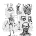 Halloween Skull Series Scrapbook Decoration Set